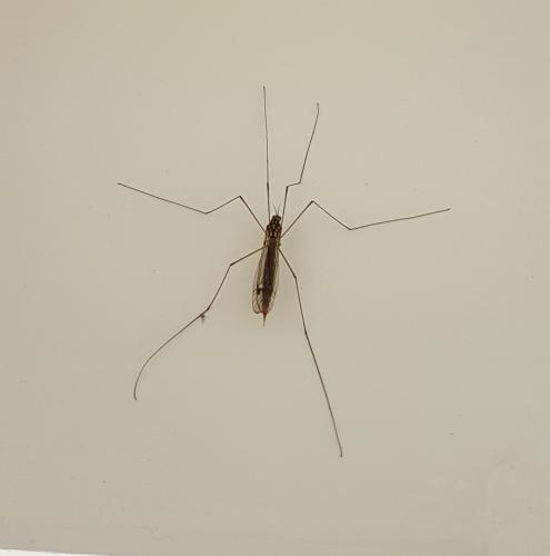 Nephrotoma sp.